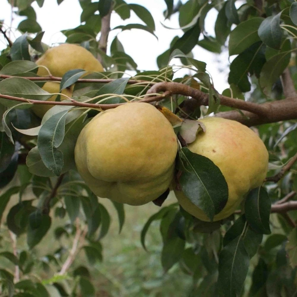 Deveci Armut Fidanı (2 Yaşında 80-100 cm)