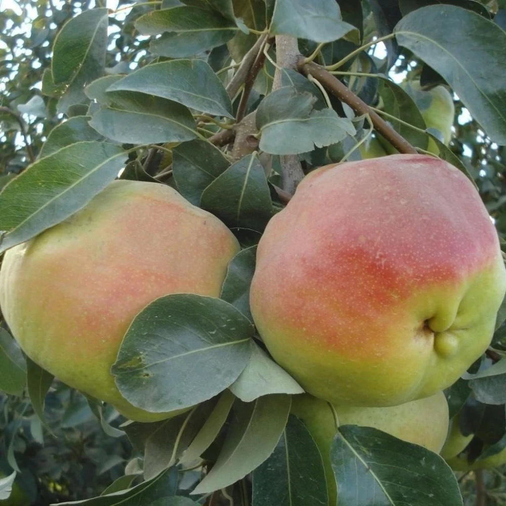 Deveci Armut Fidanı (2 Yaşında 80-100 cm)