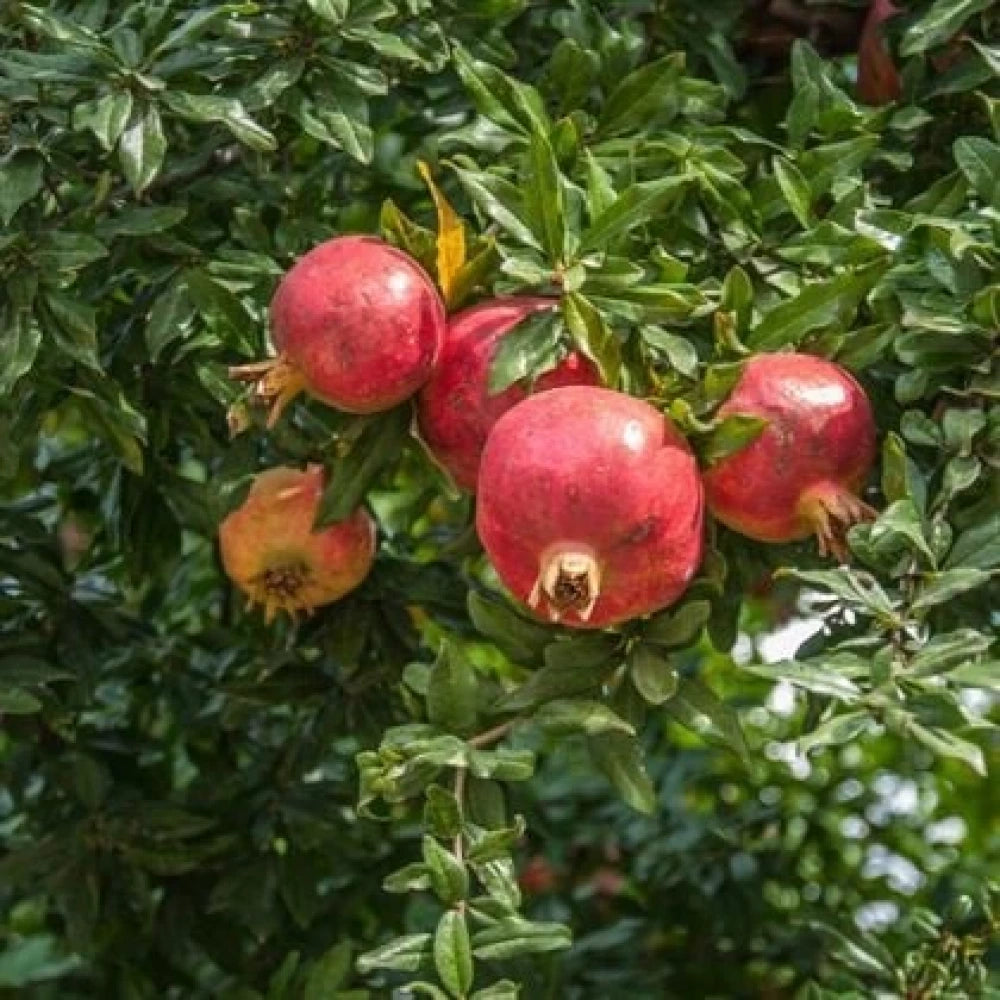 Devedişi Nar Fidanı (2 Yaşında 80-100 cm)