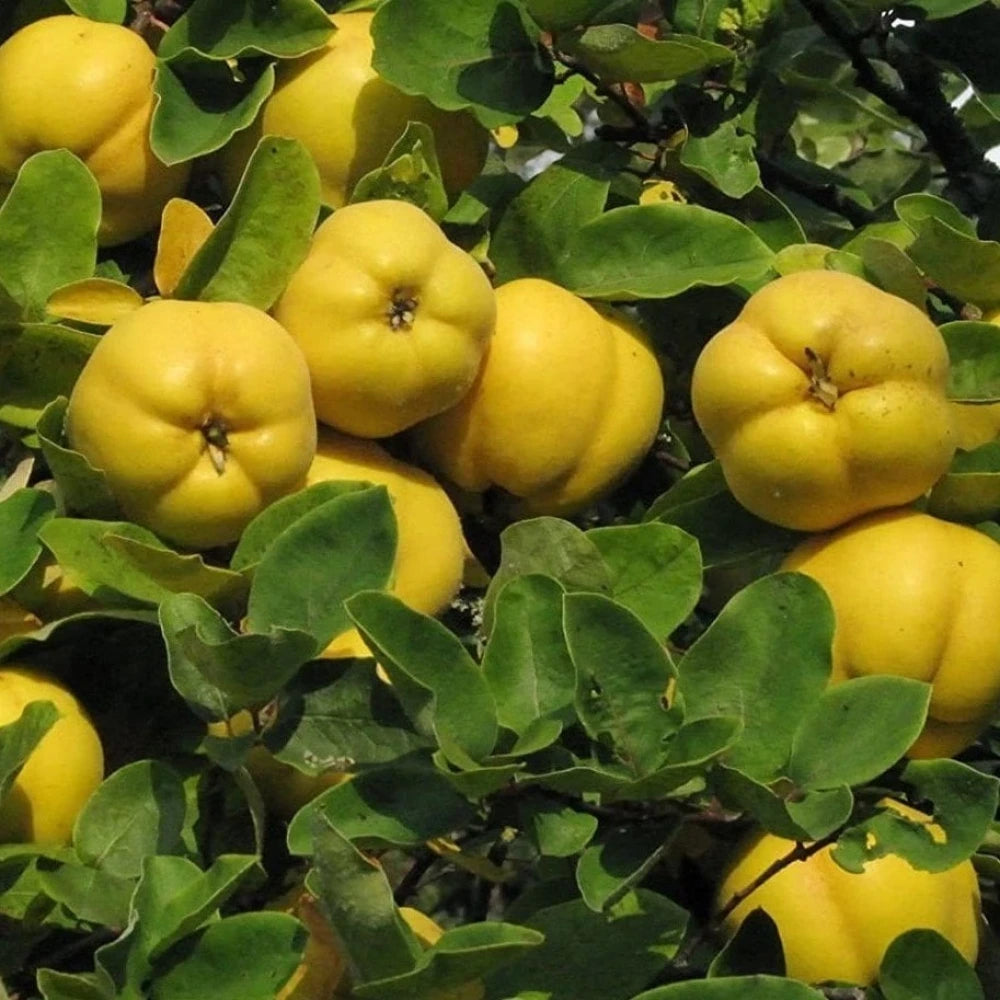 Eşme (Reçellik) Ayva Fidanı (2 Yaşında 80-100 cm)