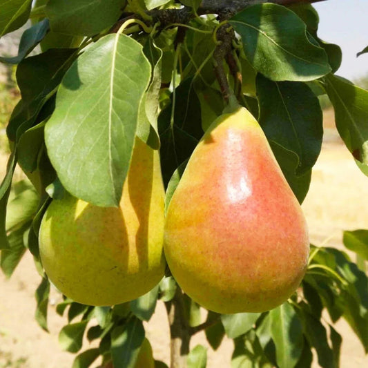 Etruşka Armut Fidanı (2 Yaşında 80-100 cm)