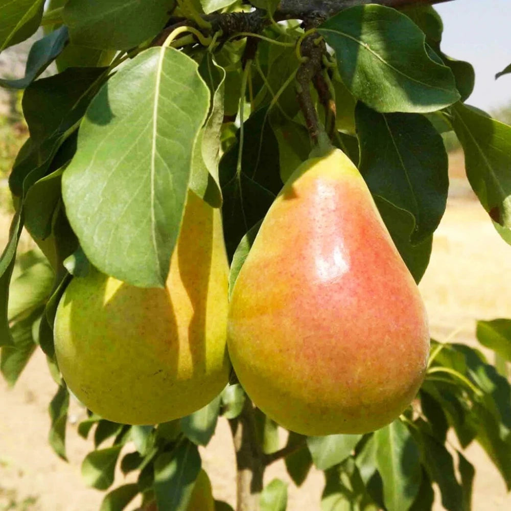 Etruşka Armut Fidanı (4 Yaşında 130-150 cm)