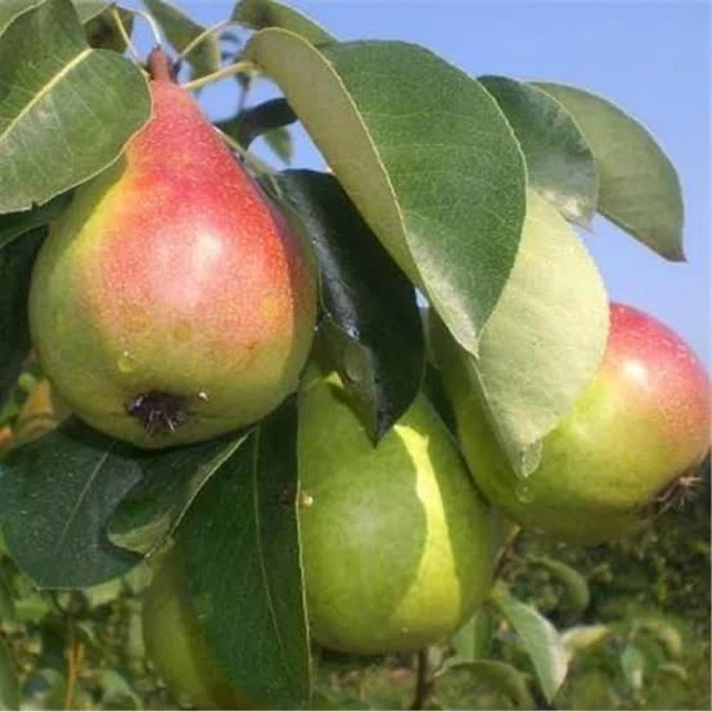Etruşka Armut Fidanı (2 Yaşında 80-100 cm)