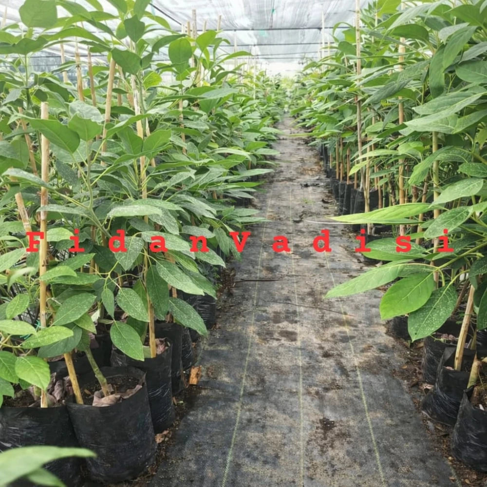Ettinger Avokado Fidanı (2 Yaşında 80-130 cm)