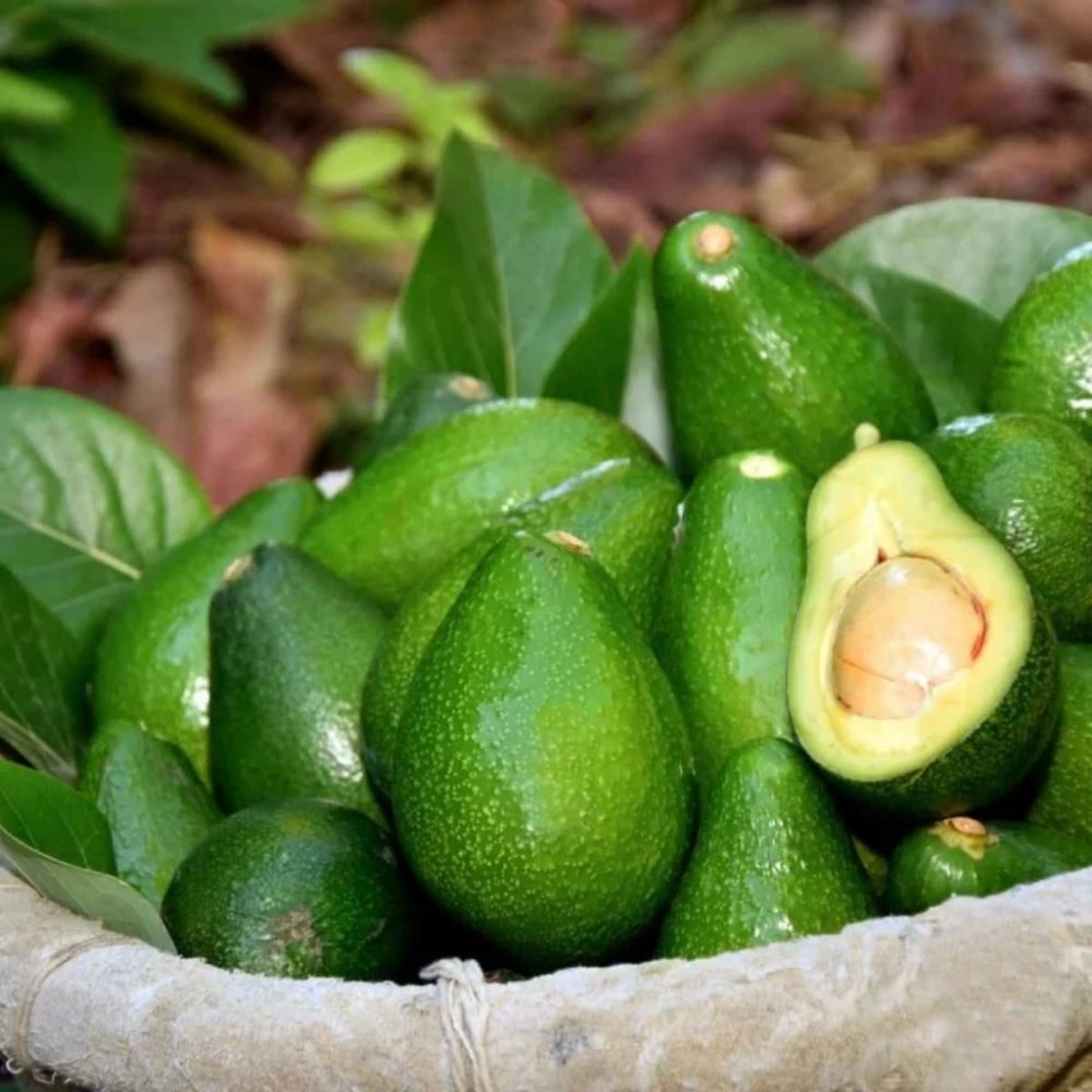 Ettinger Avokado Fidanı ( 4 Yaşında 130-170 cm)