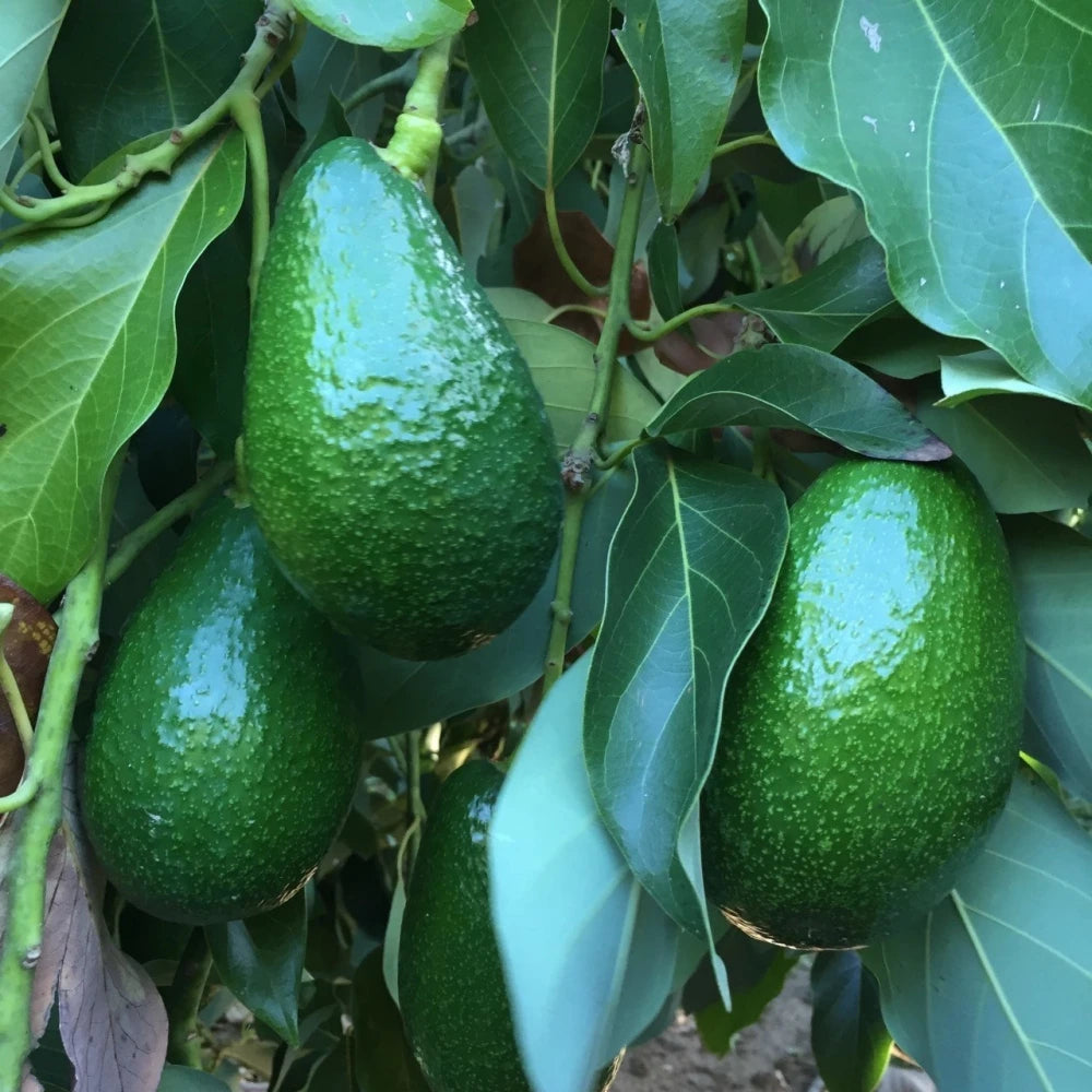 Ettinger Avokado Fidanı ( 4 Yaşında 130-170 cm)