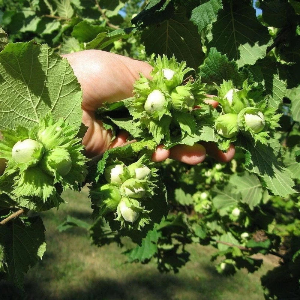 Fındık Fidanı (4 Yaşında 130-150 cm)