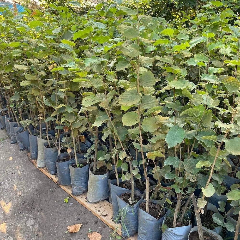 Fındık Fidanı (2 Yaşında 80-100 cm)