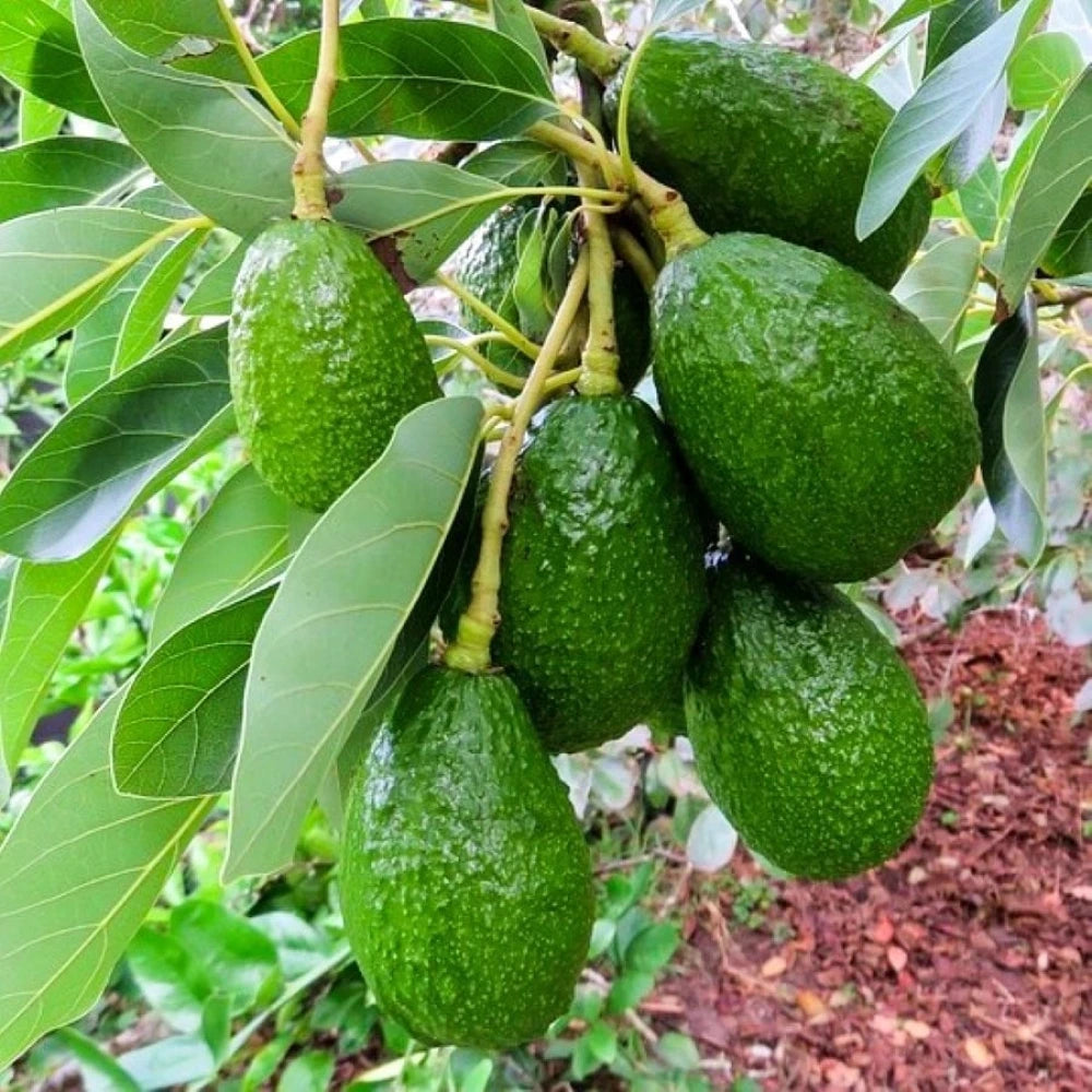 Fuerte Avokado Fidanı (2 Yaşında 80-130 cm)