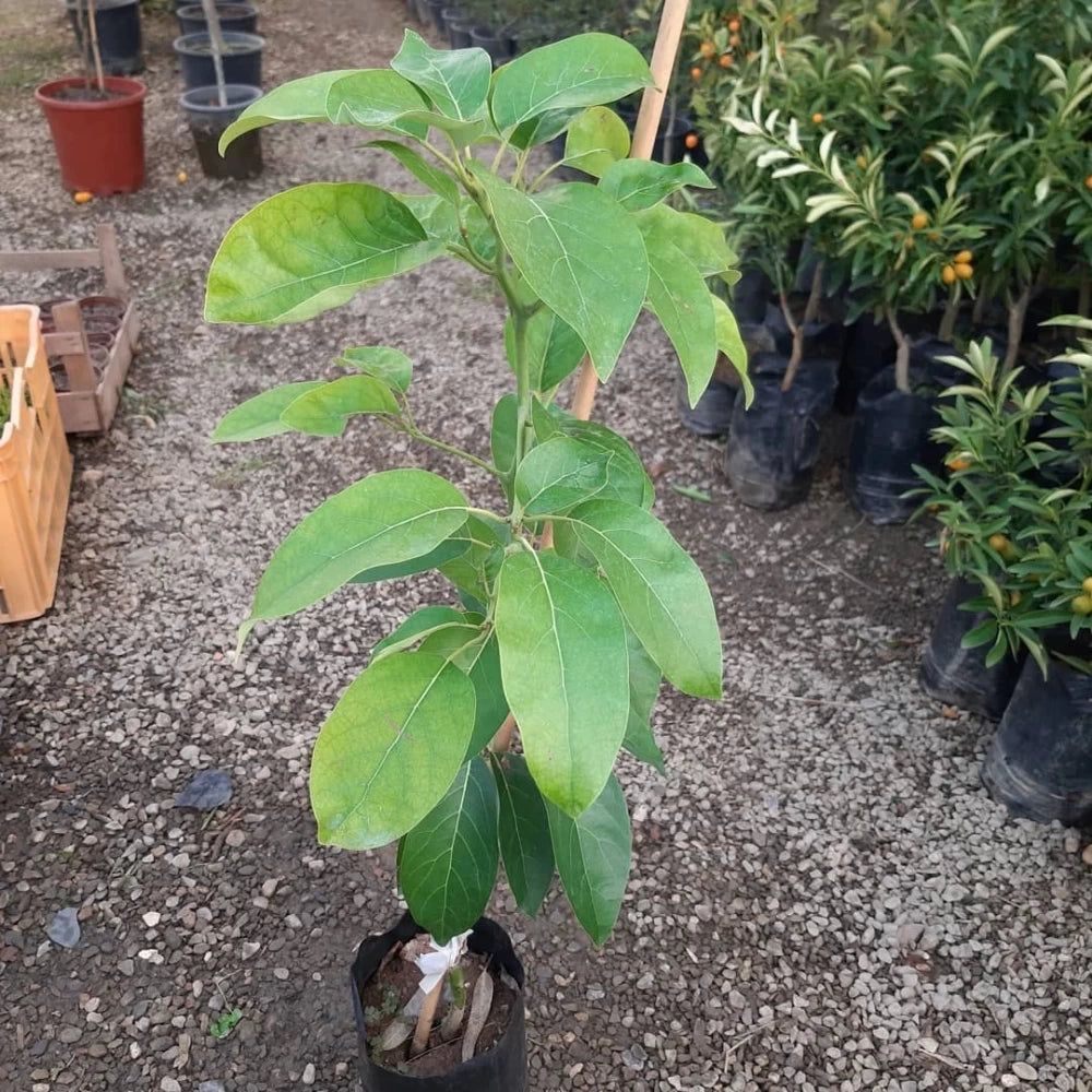 Fuerte Avokado Fidanı (2 Yaşında 80-130 cm)