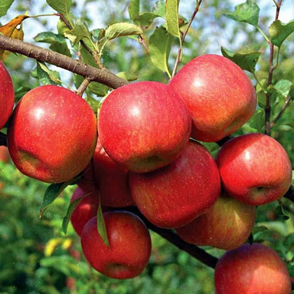 Fuji Elma Fidanı (2 Yaşında 80-100 cm)