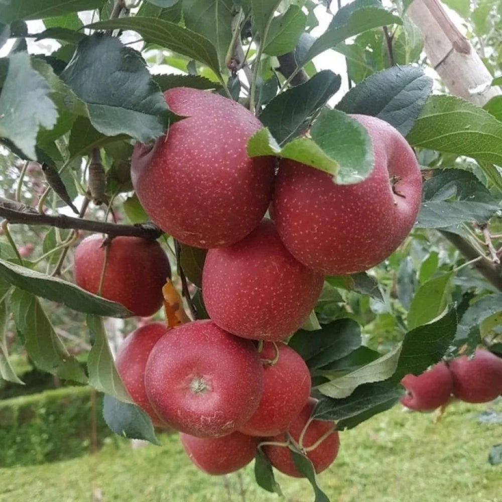 Fuji Elma Fidanı (2 Yaşında 80-100 cm)