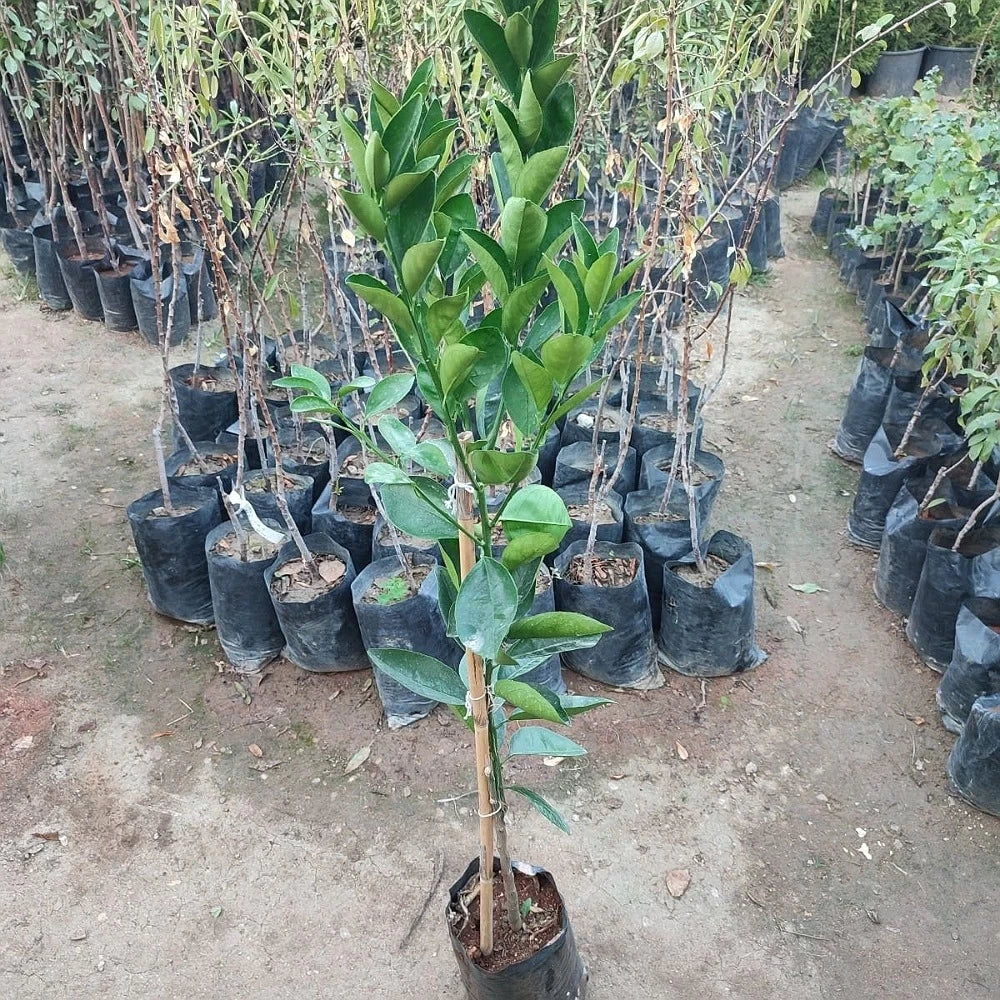 Yafa Portakal Fidanı (4 Yaşında 130-150 cm)