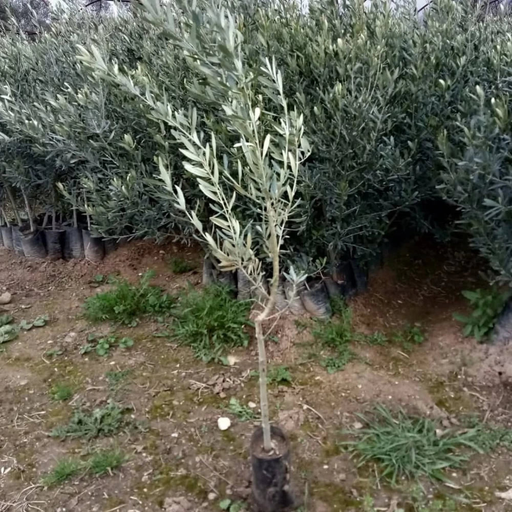 Gemlik (Trilye) Zeytin Fidanı (2 Yaşında 80-100 cm)