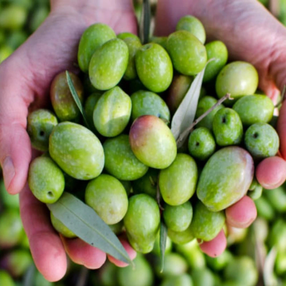 Gemlik (Trilye) Zeytin Fidanı (4 Yaşında 130-150 cm)