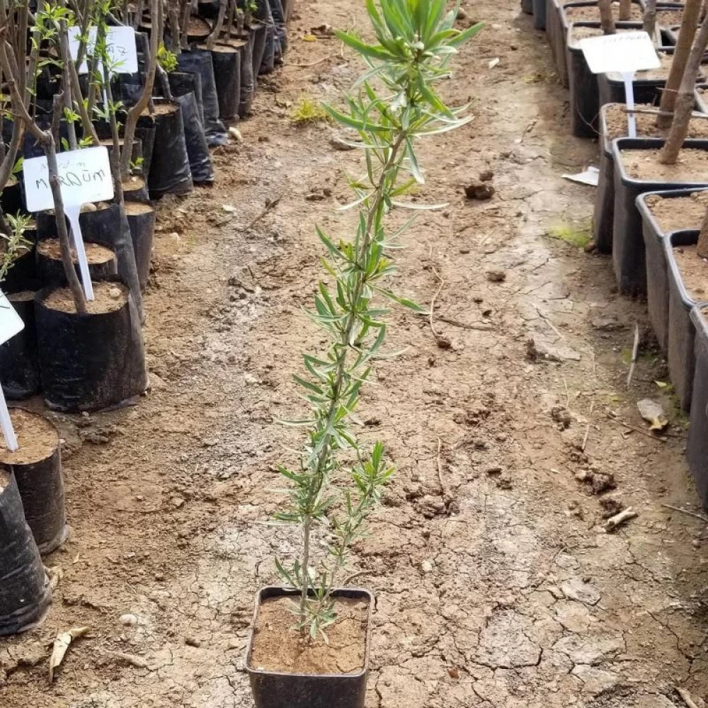 Goji Berry (Kurt Üzümü) Fidanı (1 Yaşında 50-70 cm)