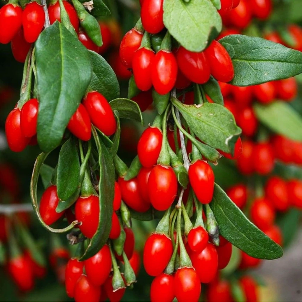 Goji Berry (Kurt Üzümü) Fidanı (1 Yaşında 50-70 cm)