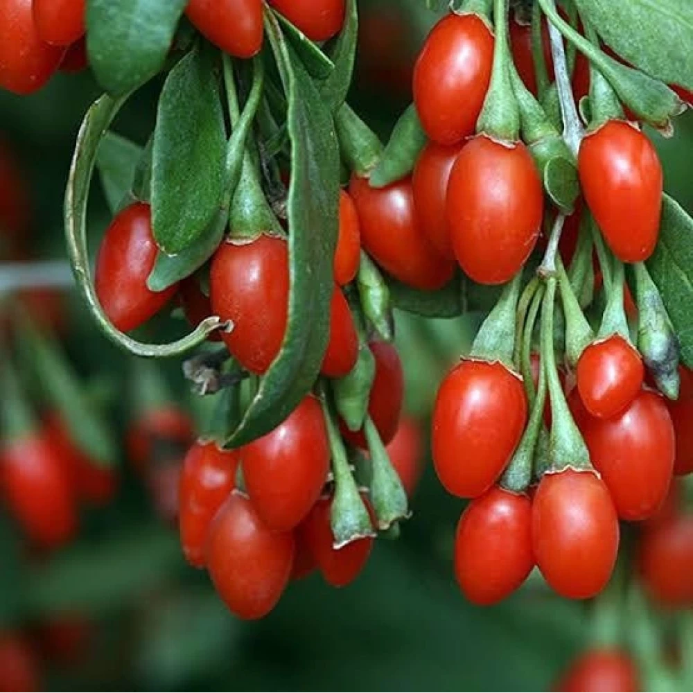 Goji Berry (Kurt Üzümü) Fidanı (1 Yaşında 50-70 cm)