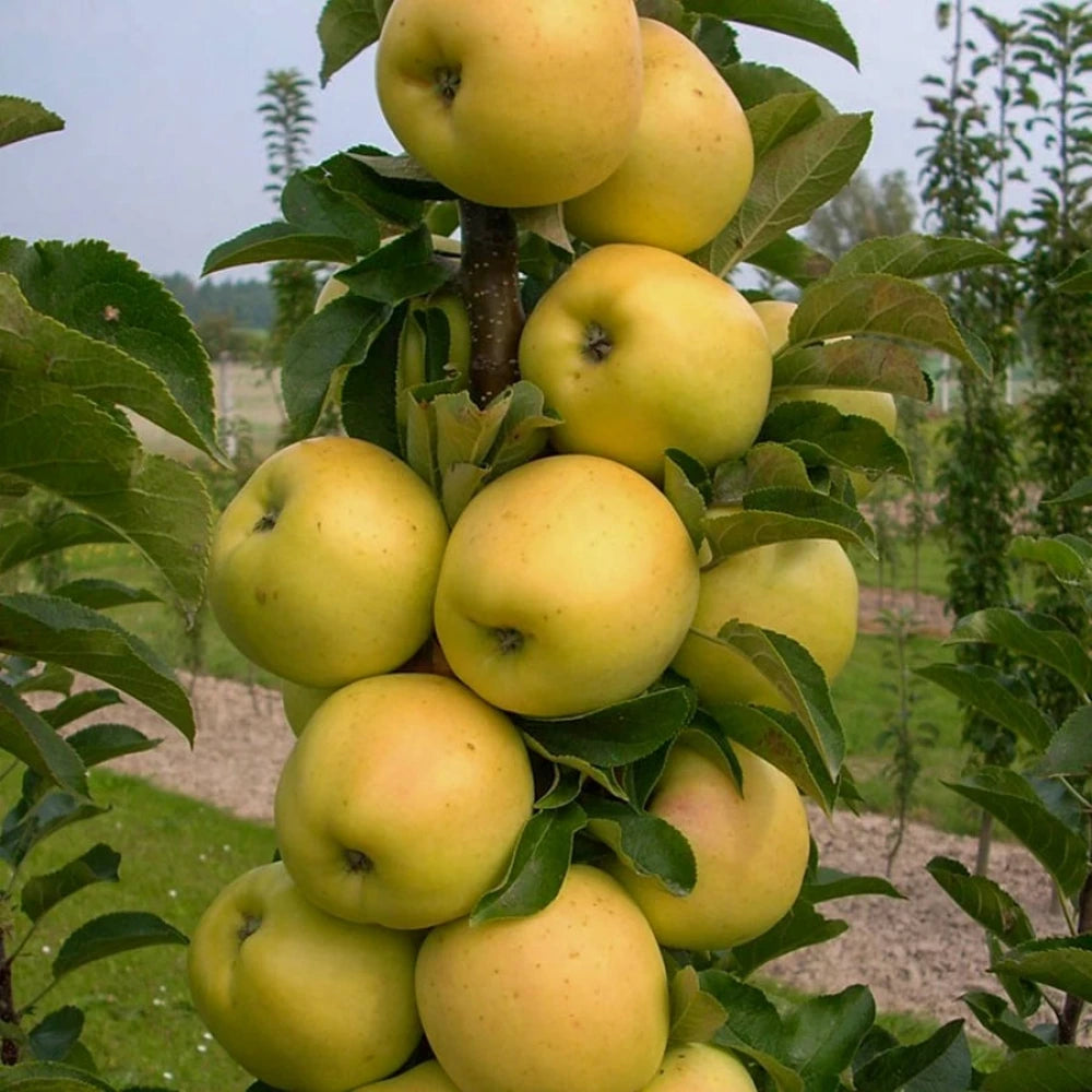 Golden Elma Fidanı (2 Yaşında 80-100 cm)