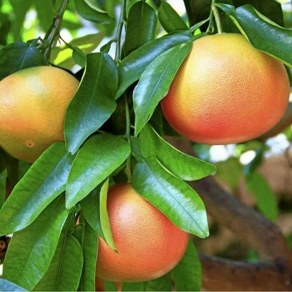 Greyfurt Fidanı (2 Yaşında 80-100 cm)