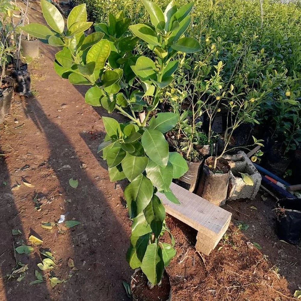 Greyfurt Fidanı (2 Yaşında 80-100 cm)