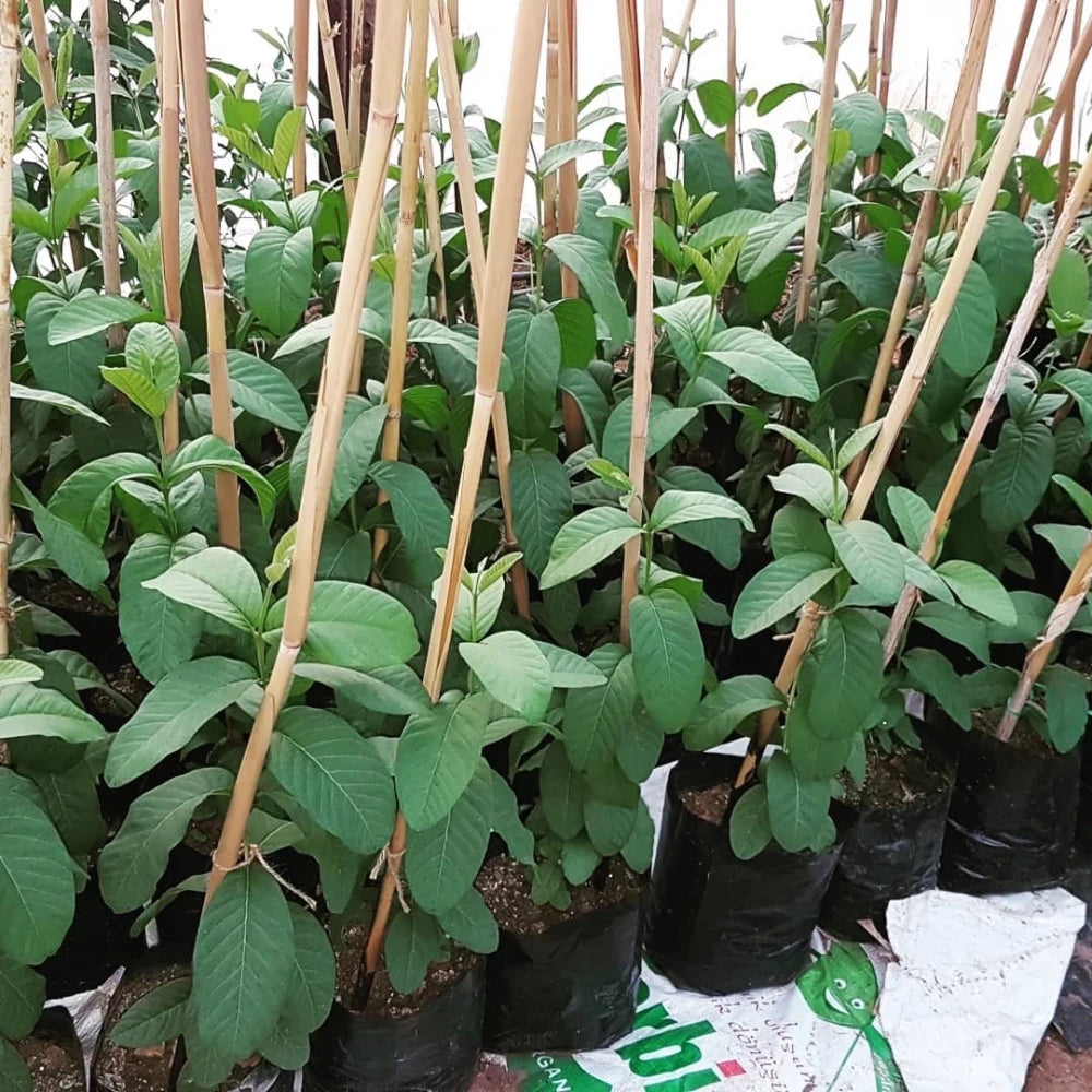 Guava Fidanı (2 Yaşında 80-100 cm)