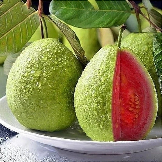 Guava Fidanı (2 Yaşında 80-100 cm)