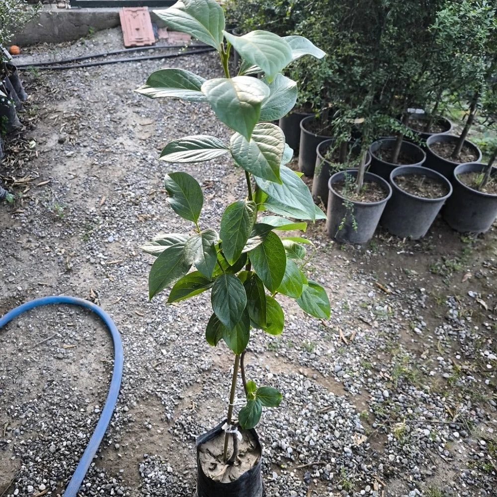 Hanna Fuyu Trabzon Hurması Fidanı (2 Yaşında 80-100 cm)