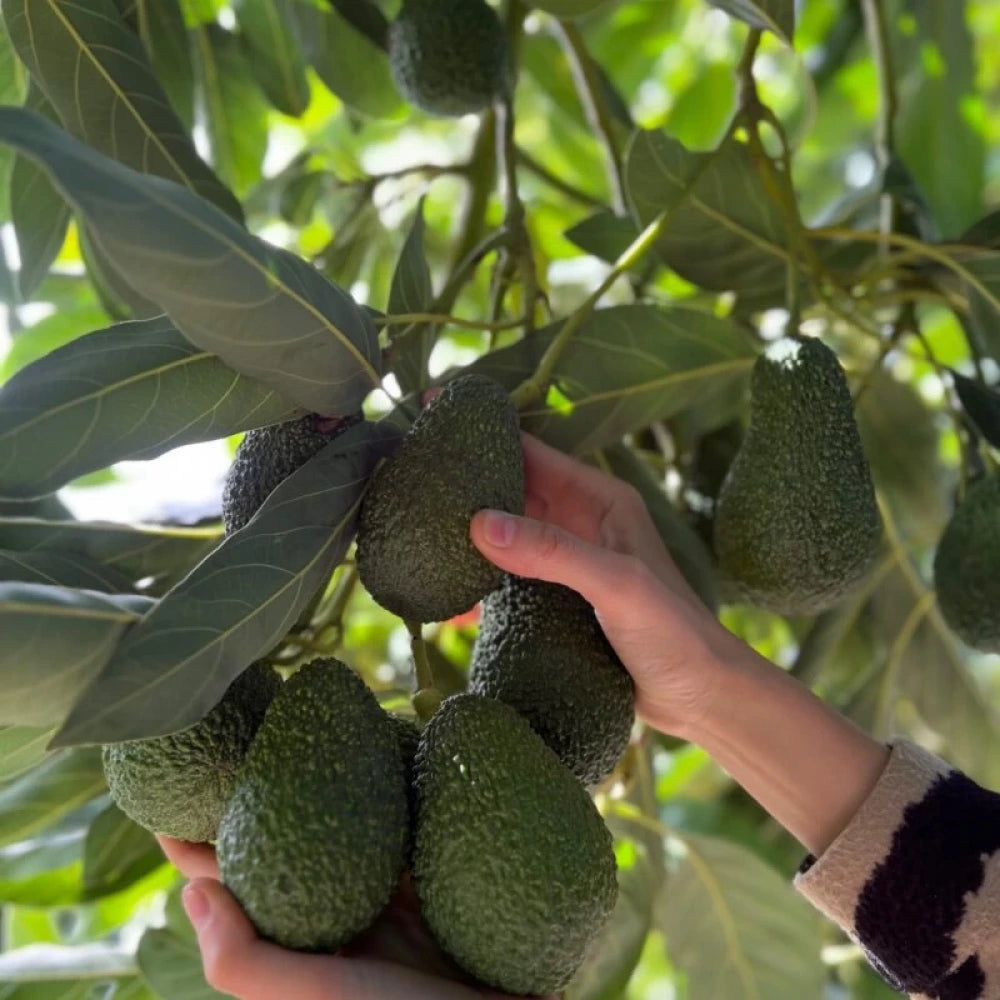 Hass Avokado Fidanı (4 Yaşında 130-170 cm)