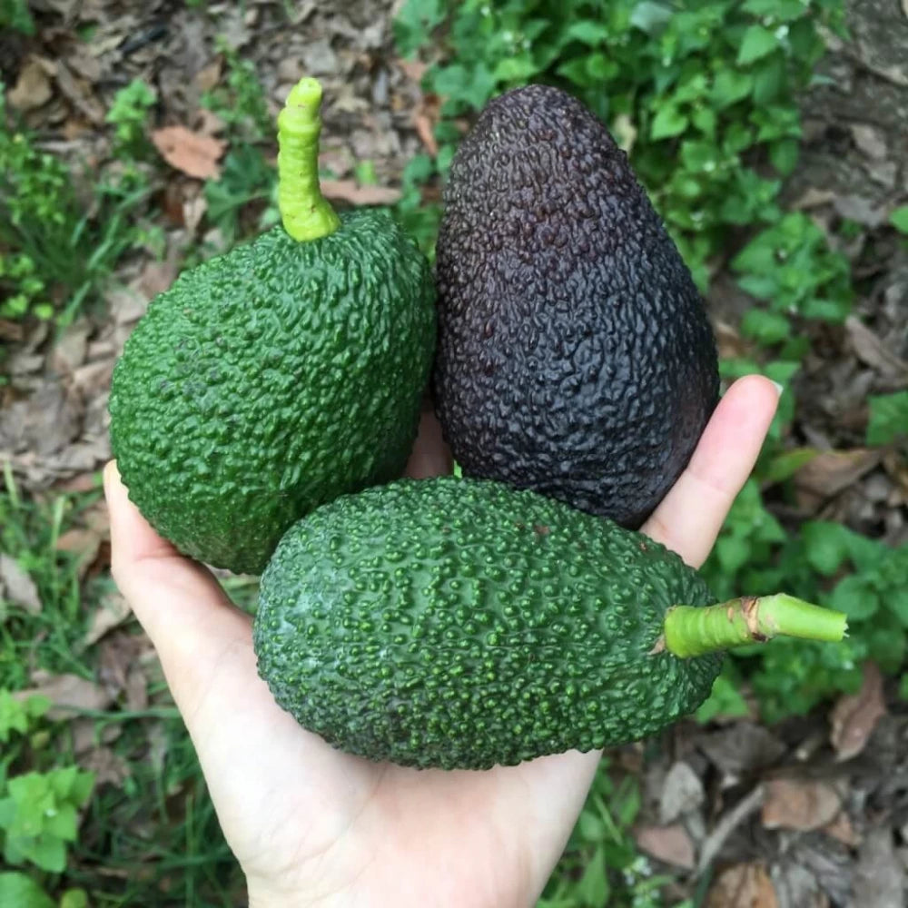 Hass Avokado Fidanı (4 Yaşında 130-170 cm)