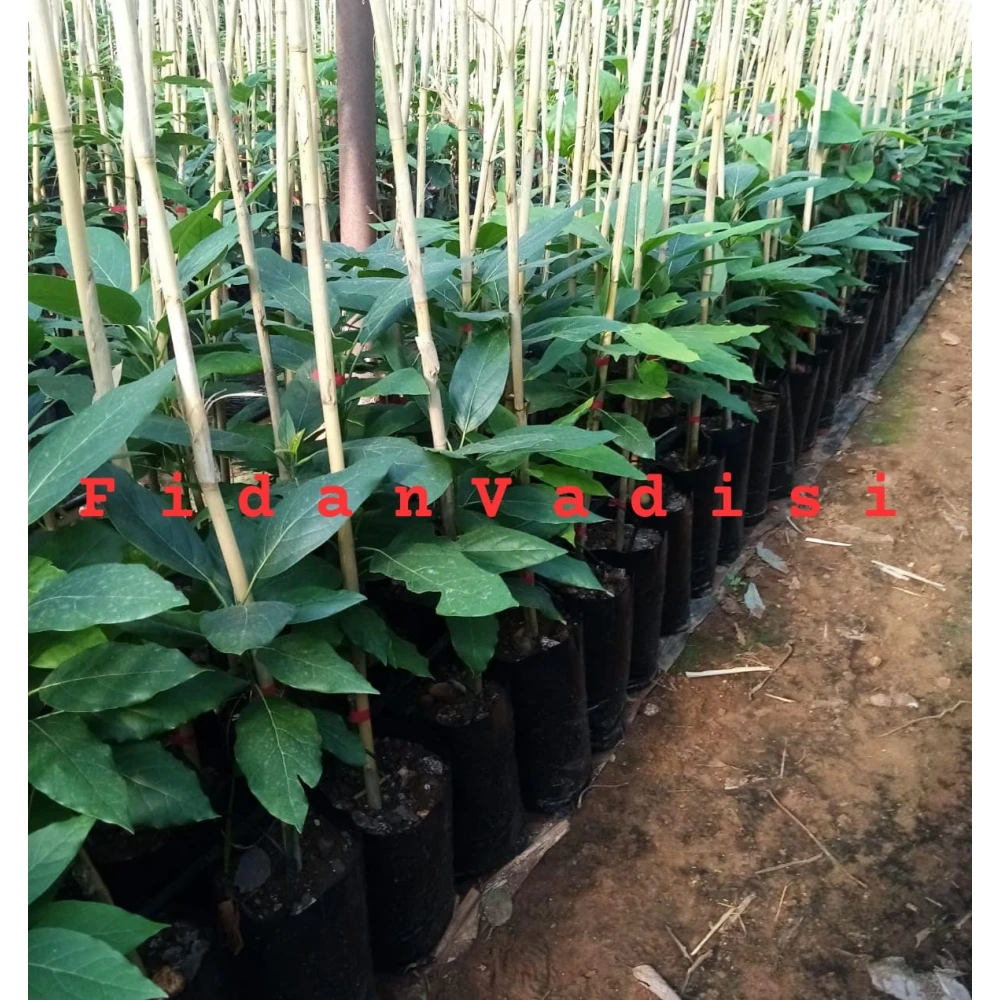Hass Avokado Fidanı (1 Yaşında 50-80 cm)
