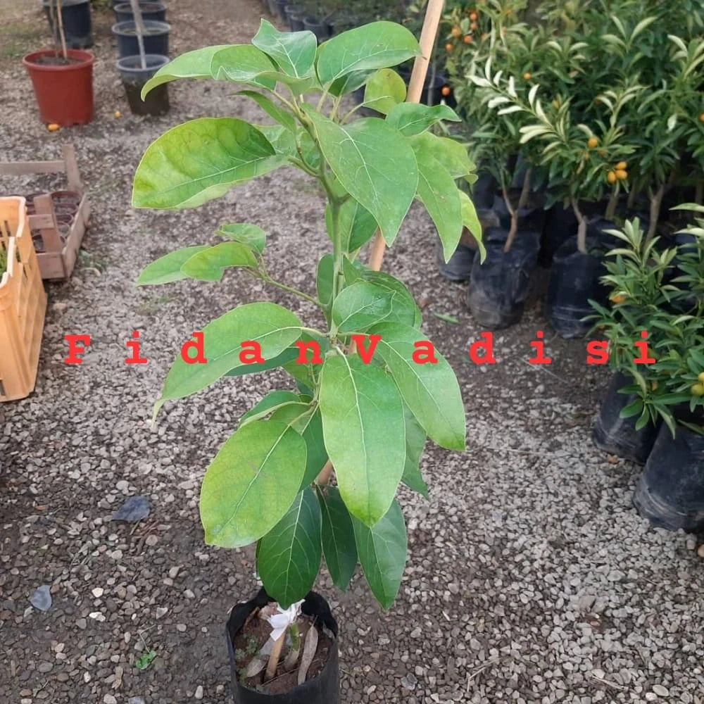 Hass Avokado Fidanı (4 Yaşında 130-170 cm)