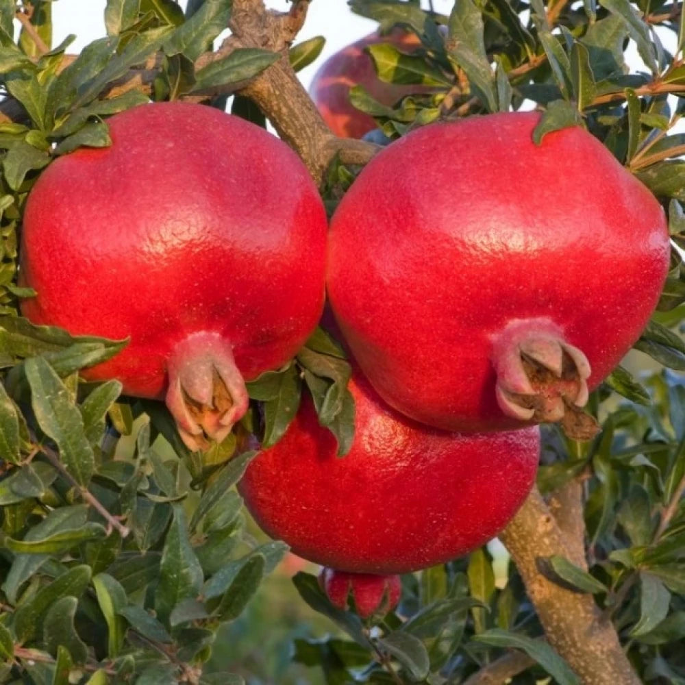Hicaz Nar Fidanı (2 Yaşında 80-100 cm)