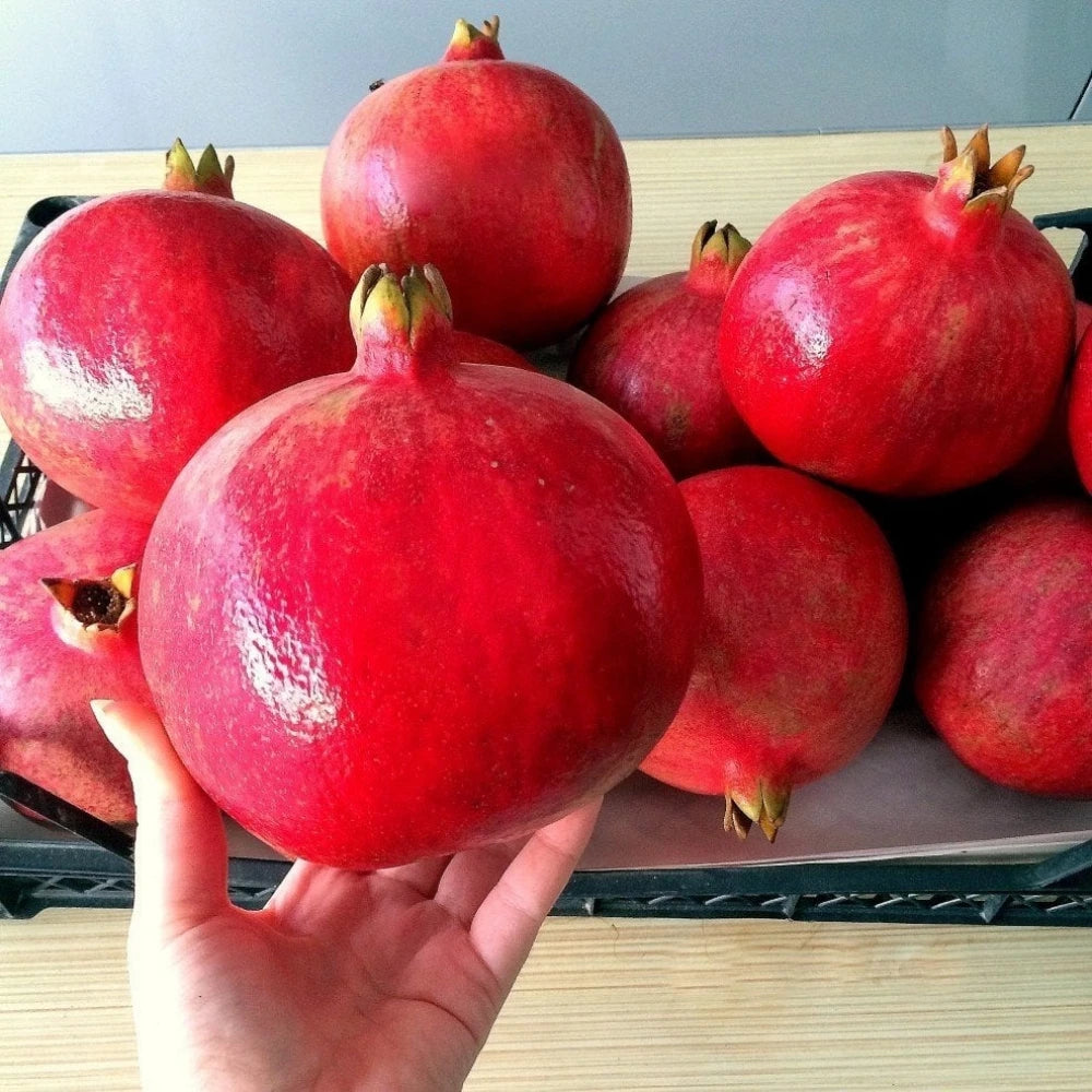 Hicaz Nar Fidanı (2 Yaşında 80-100 cm)