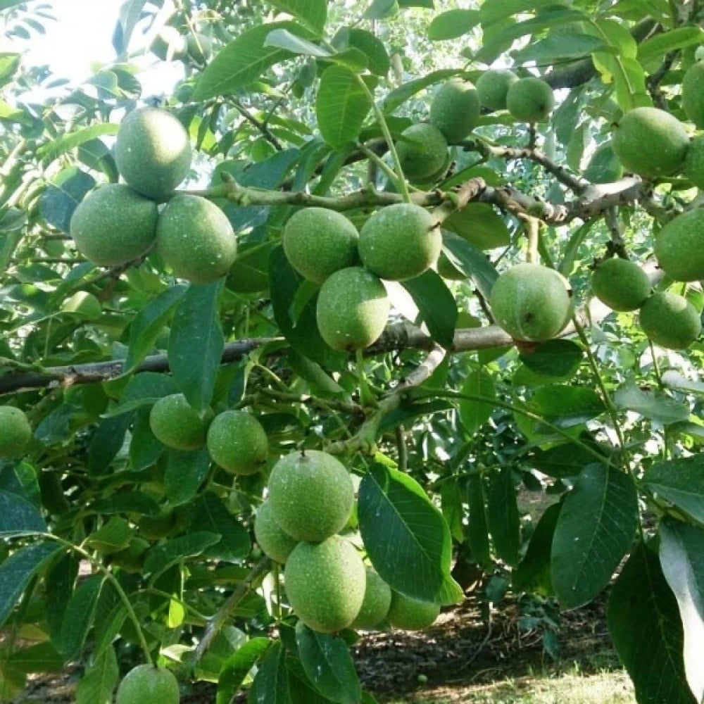Howard Ceviz Fidanı (2 Yaşında 80-100 cm)