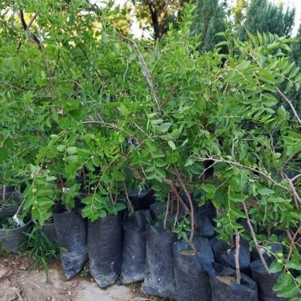 Hünnap Fidanı (2 Yaşında 60-80 cm)