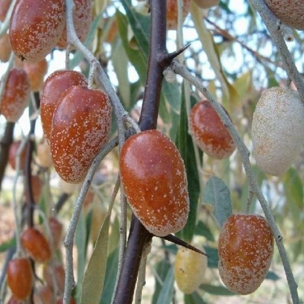 İğde Fidanı (2 Yaşında 80-100 cm)