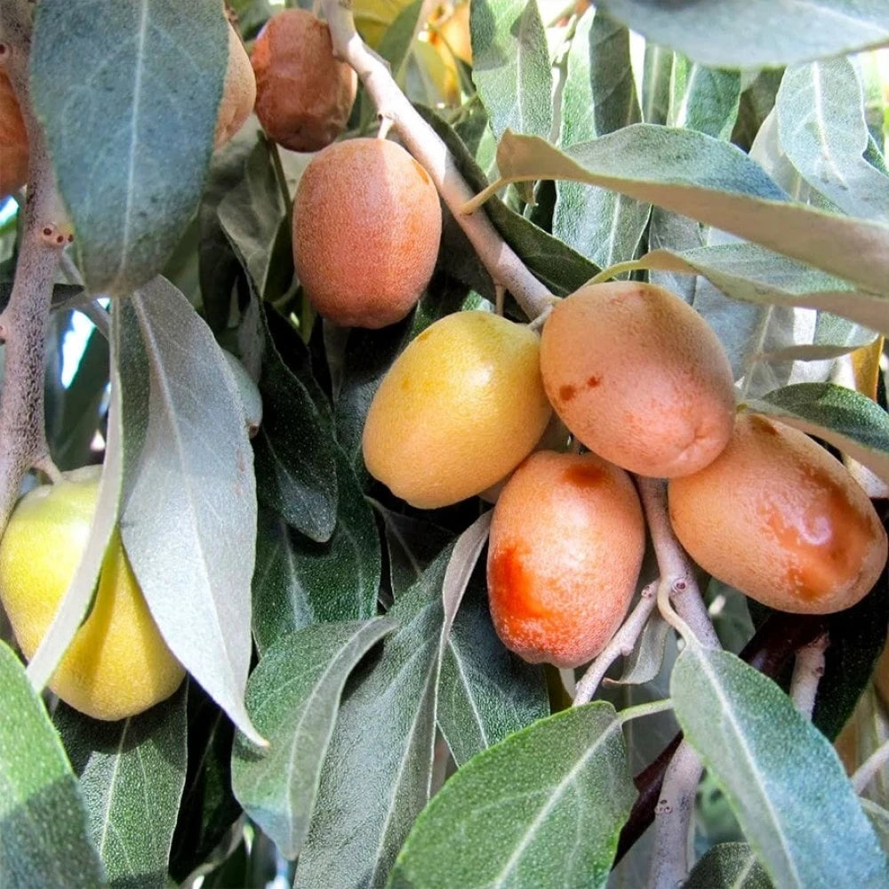 İğde Fidanı (2 Yaşında 80-100 cm)