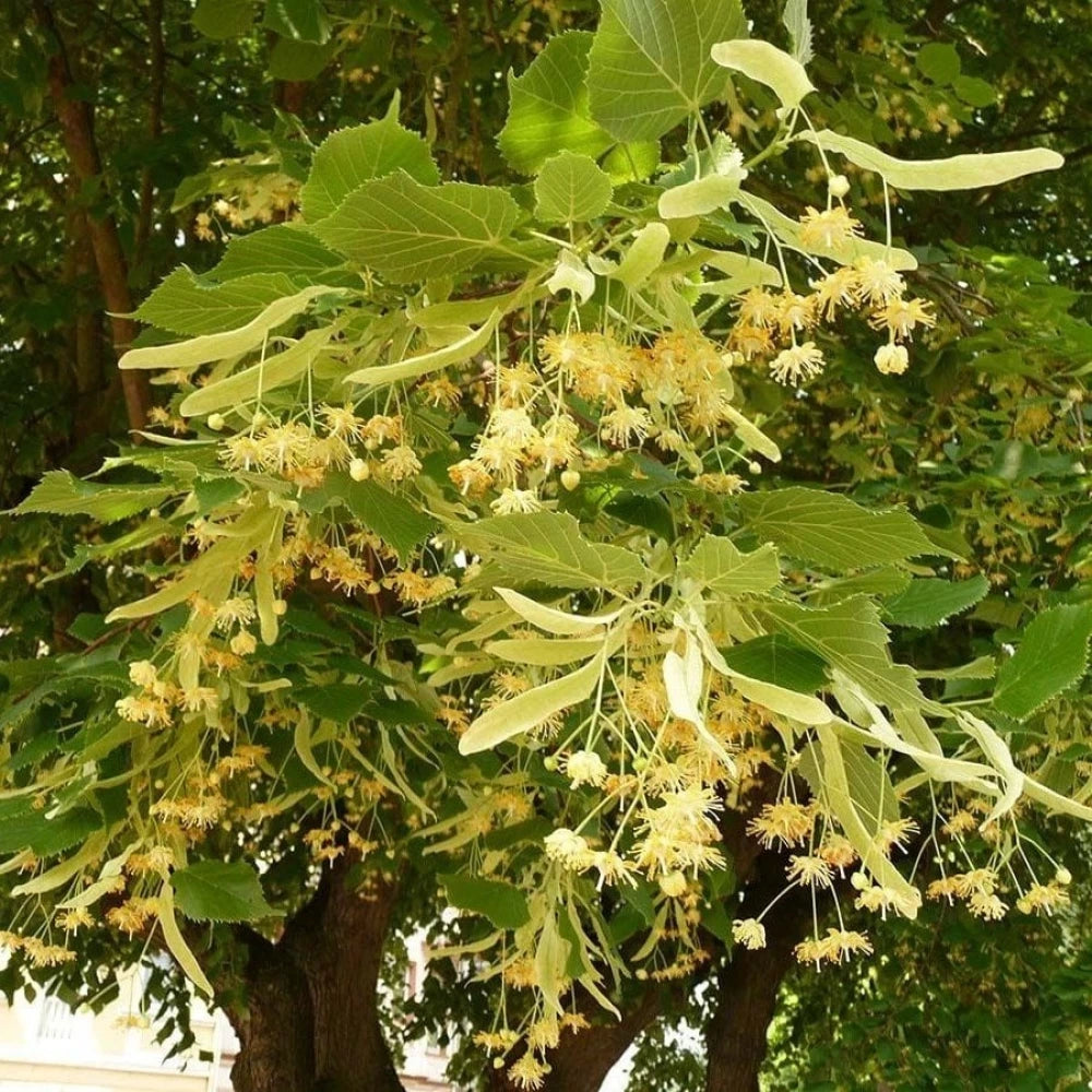 Ihlamur Fidanı (2 Yaşında 80-100 cm)