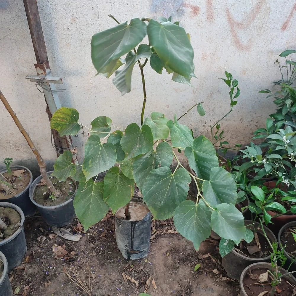 Ihlamur Fidanı (2 Yaşında 80-100 cm)