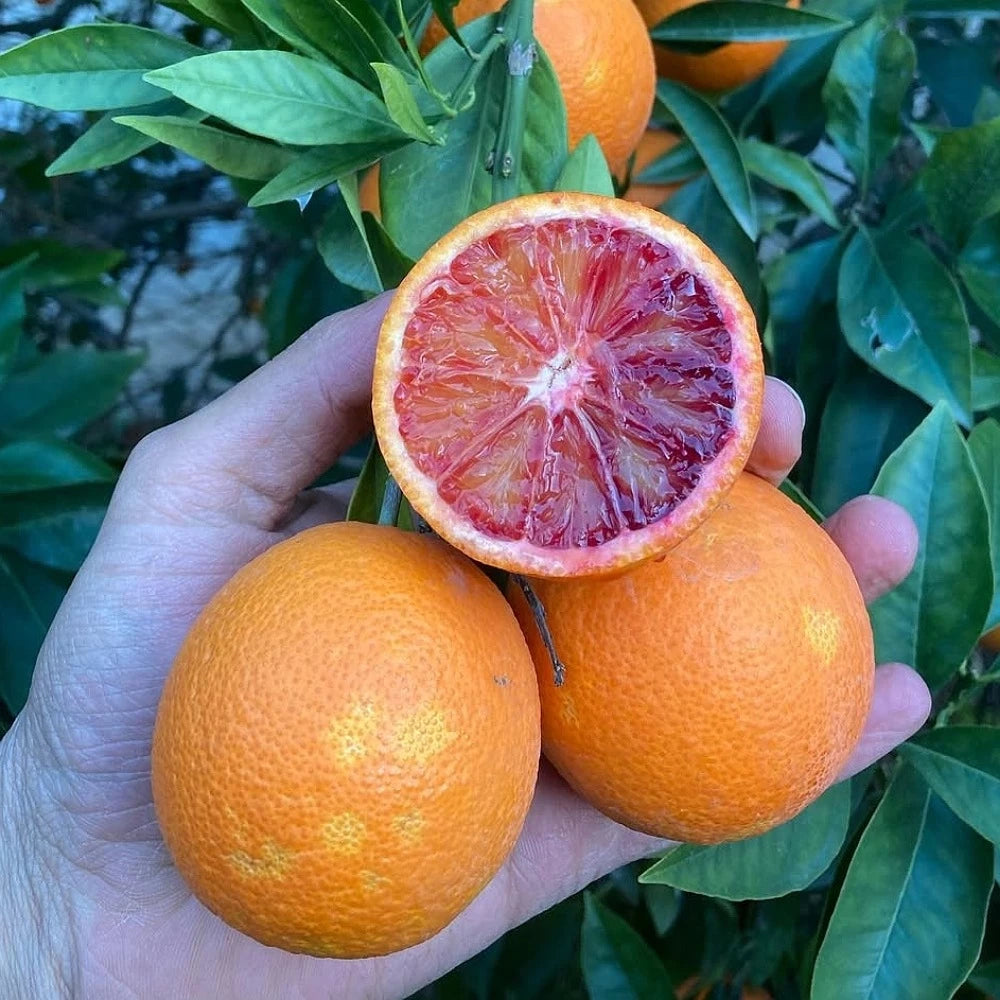 Kanlı Portakal Fidanı (2 Yaşında 80-100 cm)
