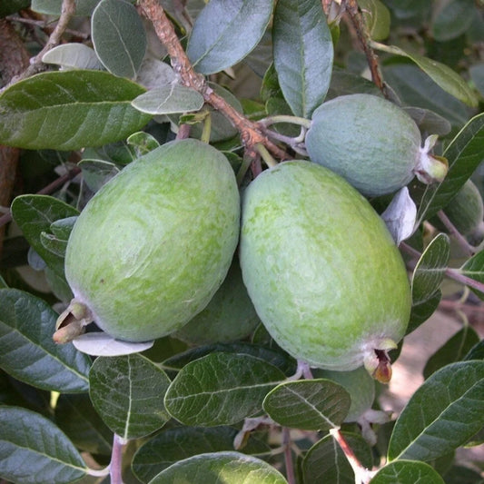 Kaymak Ağacı (Feijoa) Fidanı (2 Yaşında 60-80 cm)