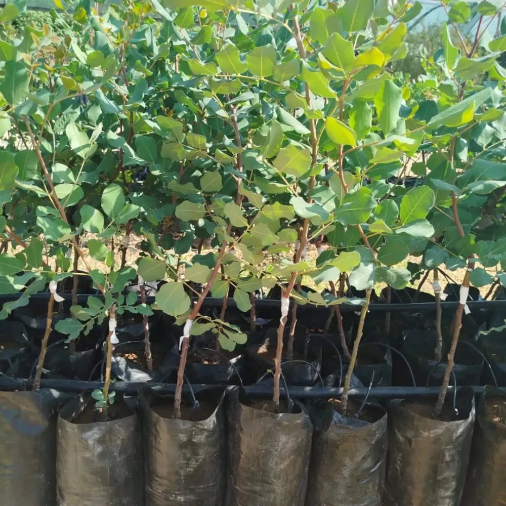 Keçi Boynuzu (Harnup) Fidanı (2 Yaşında 30-50 cm)