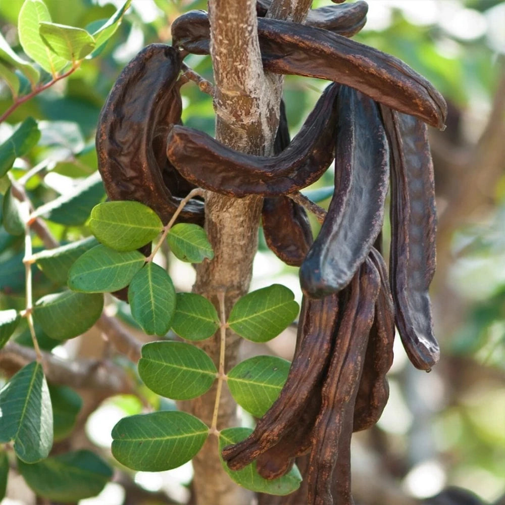 Keçi Boynuzu (Harnup) Fidanı (2 Yaşında 30-50 cm)