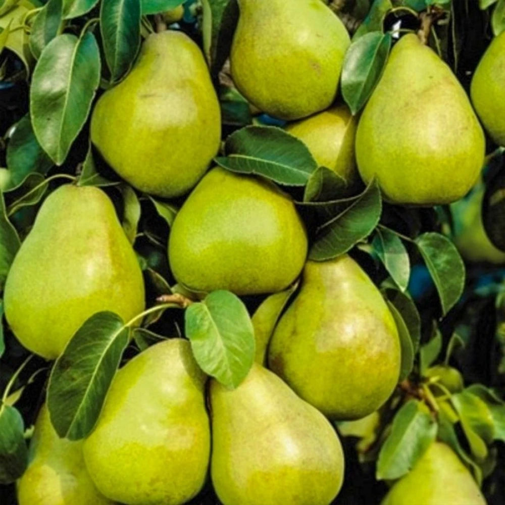 Kieffer (Margarita) Armut Fidanı (4 Yaşında 130-150 cm)