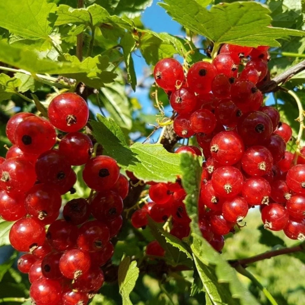 Kırmızı Frenk Üzümü Fidanı (1 Yaşında 30-50 cm)