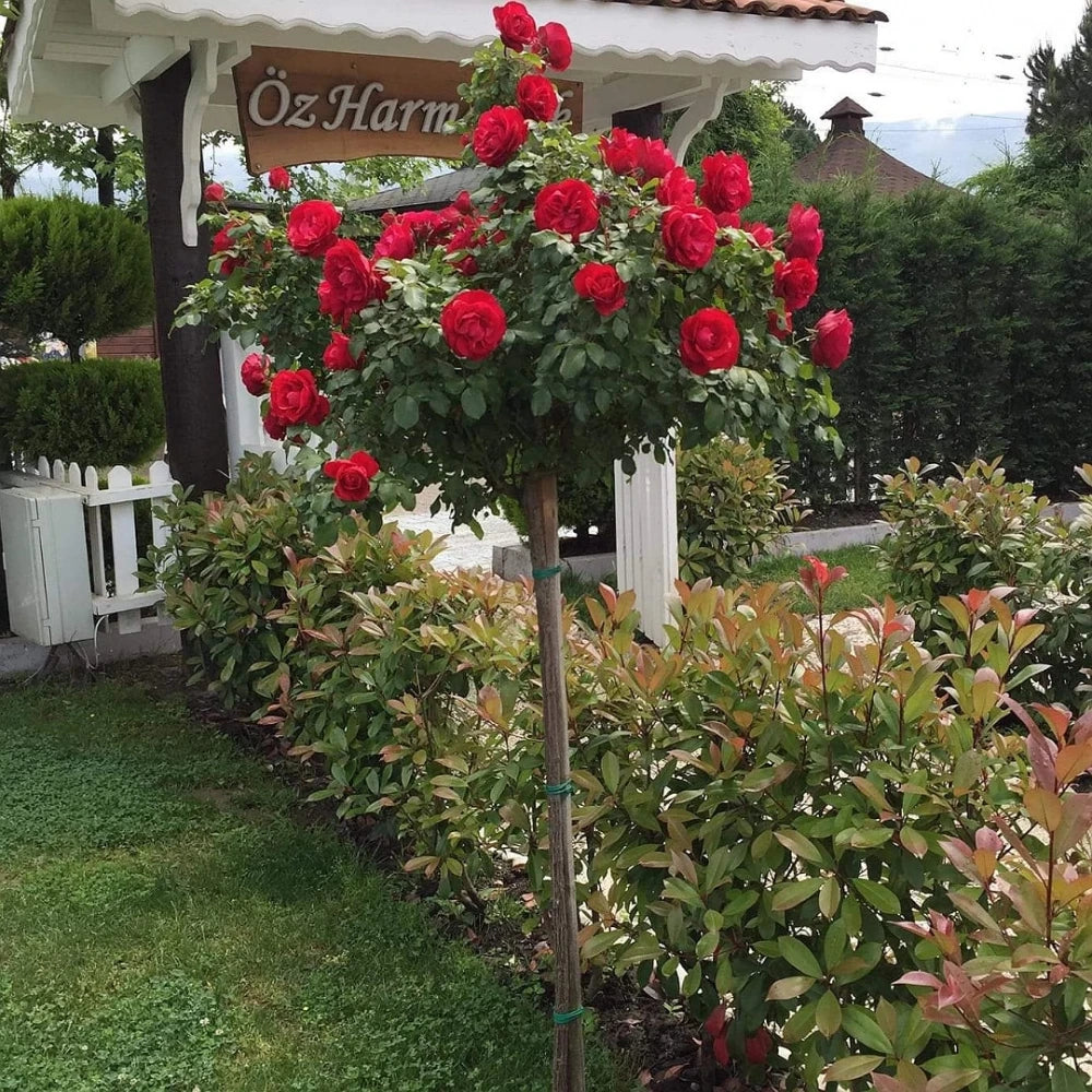Kırmızı Renkli Baston Gül Fidanı (2 Yaşında 80-120 cm)