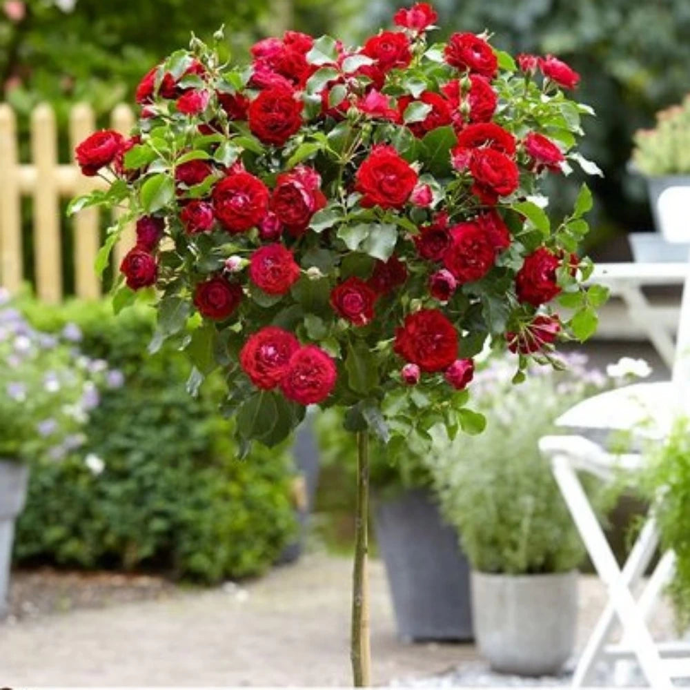 Kırmızı Renkli Baston Gül Fidanı (2 Yaşında 80-120 cm)