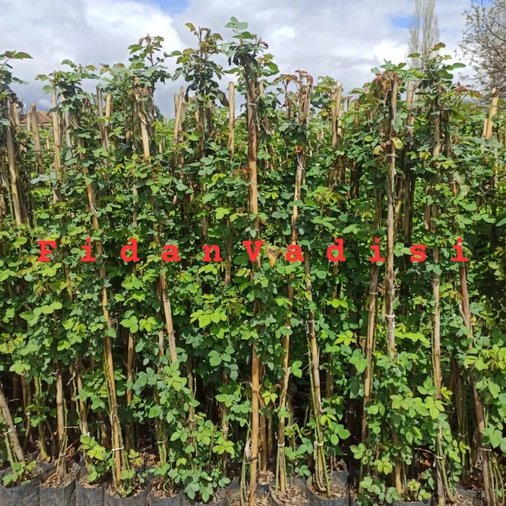 Kırmızı Renkli Sarmaşık Gül Fidanı (2 Yaşında 80-120 cm)