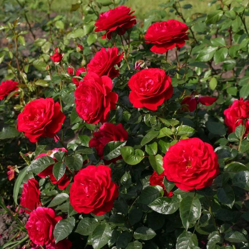 Kırmızı Renkli Yediveren Gül Fidanı (1 Yaşında 20-40 cm)